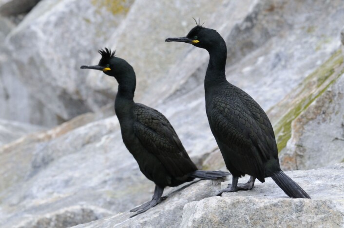 Toppskarven kan stikke av hvis den blir forstyrret av folk. Da tar det ikke lang tid før måsene kommer og spiser eggene deres. (Foto: Svein-Håkon Lortensen/NINA) Toppskarven kan stikke av hvis den blir forstyrret av folk. Da tar det ikke lang tid før måsene kommer og spiser eggene deres. (Foto: Svein-Håkon Lortensen/NINA)