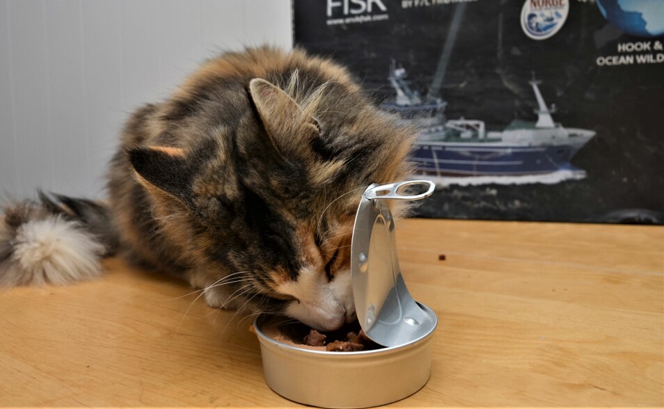 Katten Celine er fast forskingskonsulent for Ervik Havfisk. Her testar ho hermetisk kattemat produsert langt til havs. (Foto: Ervik Havfiske)