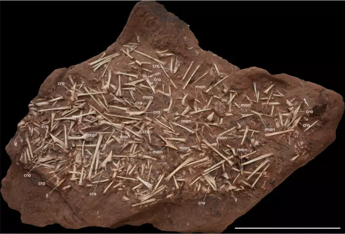 Bildet viser en av beinsamlingene som ble funnet i utgravningen. Beina er fra mange forskjellige individer. (Foto: Skjermdump fra forskningsrapporten)