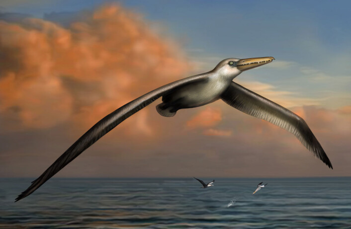 Slik kan Pelagornis sandersi ha sett ut i levende live. (Foto: (Illurtasjon: Liz Bradford)) Slik kan Pelagornis sandersi ha sett ut i levende live. (Foto: (Illurtasjon: Liz Bradford))