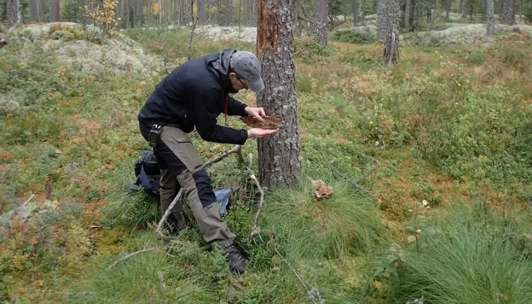 Bevaringsbiolog Stefan Olberg gjør undersøkelser i skogområdet Ramsås-Hea i Notodden, et hogstutsatt område der Olberg og Reiso fant 42 unike rødlistearter. Blant disse var en antatt utdødd bille, som ikke har vært funnet i Norge på 100 år. Foto: Sigve Reiso