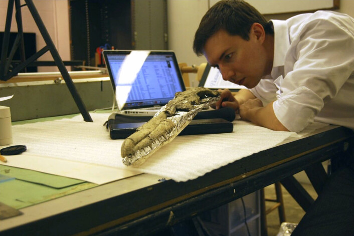 Her undersøker paleontologen Dan Ksepka skallen til det svært godt bevarte fossilet av Pelagornis sandersi. Gruppa som fuglen tilhører har karakteristiske tannlignende pigger på nebbet. (Foto: (Fotorettigheter: Dan Ksepka)) Her undersøker paleontologen Dan Ksepka skallen til det svært godt bevarte fossilet av Pelagornis sandersi. Gruppa som fuglen tilhører har karakteristiske tannlignende pigger på nebbet. (Foto: (Fotorettigheter: Dan Ksepka))