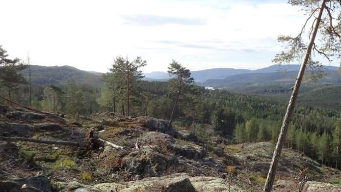 Snauhogst, slik som her i Notodden, kan gjøre tilværelsen vanskelig for mange allerede truede arter. Foto: Stefan Olberg Snauhogst, slik som her i Notodden, kan gjøre tilværelsen vanskelig for mange allerede truede arter. Foto: Stefan Olberg