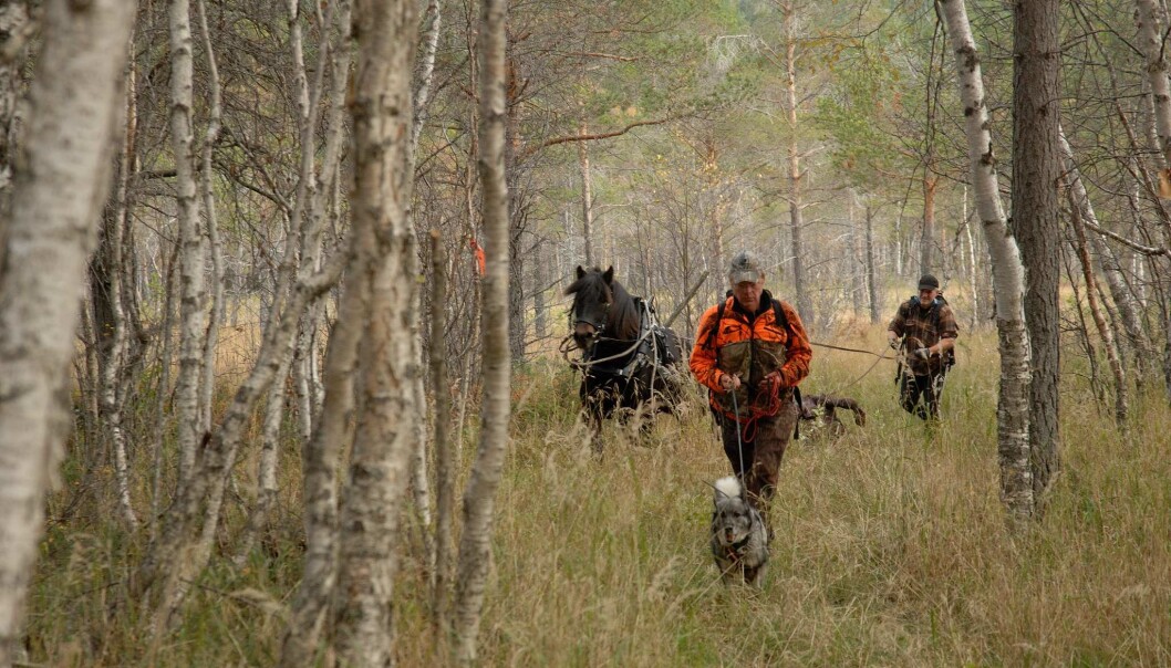 Ni av ti elger skytes med blyholdig ammunisjon. Her fraktes byttet ut av skogen ved bruk av hest. (Foto: Privat) Ni av ti elger skytes med blyholdig ammunisjon. Her fraktes byttet ut av skogen ved bruk av hest. (Foto: Privat)