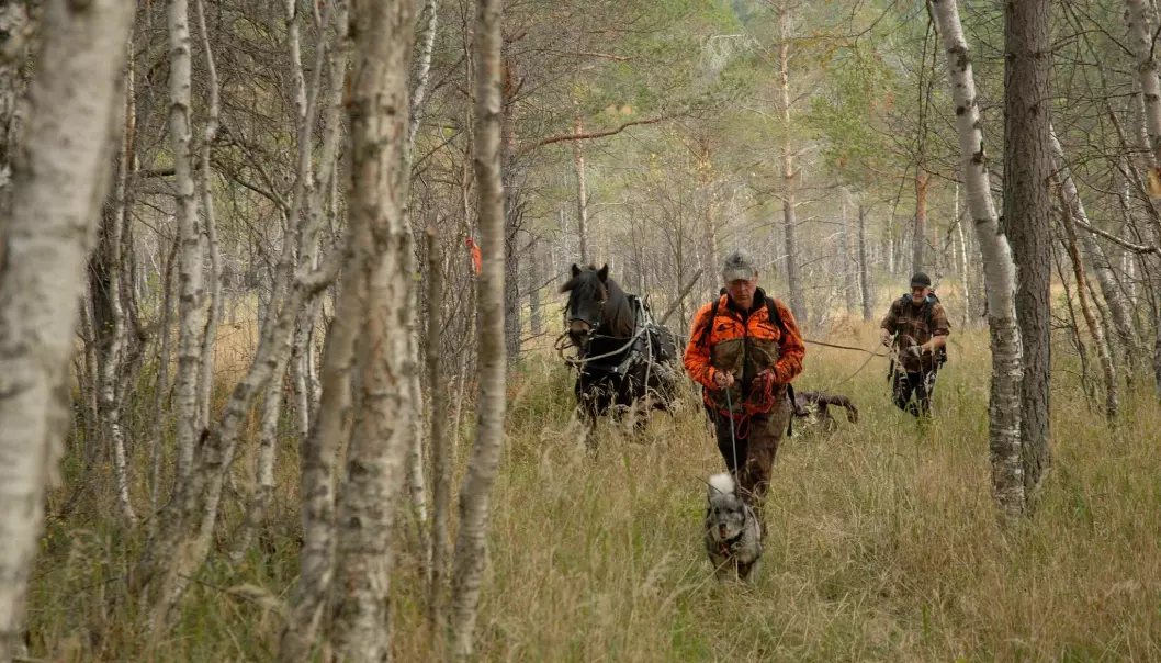 Ni av ti elger skytes med blyholdig ammunisjon. Her fraktes byttet ut av skogen ved bruk av hest. (Foto: Privat)