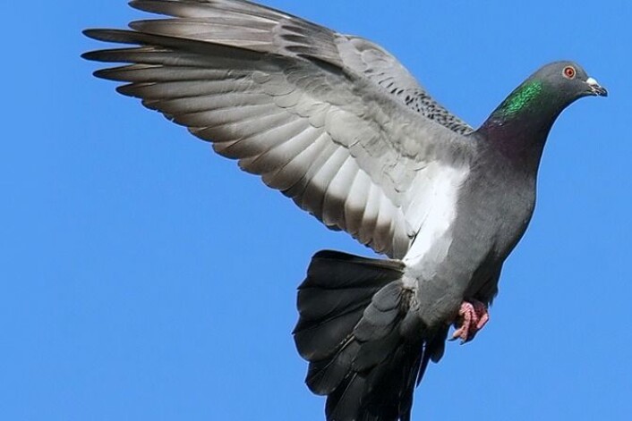 Bydue - Columba livia domestica (Foto: Stefan Berndtsson) Bydue - Columba livia domestica (Foto: Stefan Berndtsson)