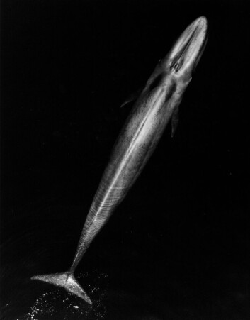 Blåhval sett fra lufta. De kan bli opptil 27 meter lange. (Illustrasjonsfoto: NOAA Fisheries) Blåhval sett fra lufta. De kan bli opptil 27 meter lange. (Illustrasjonsfoto: NOAA Fisheries)