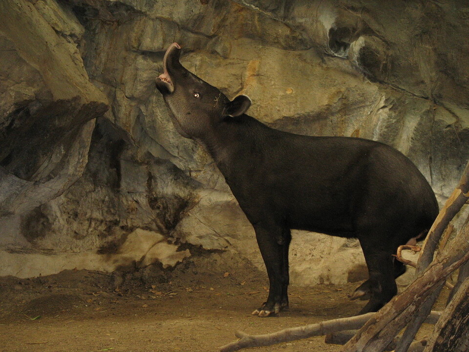 Bairds tapir, Tapirus bairdii, er en moderne tapir-slektning av heptodonen. (foto: Wikimedia/Sasha Kopf)