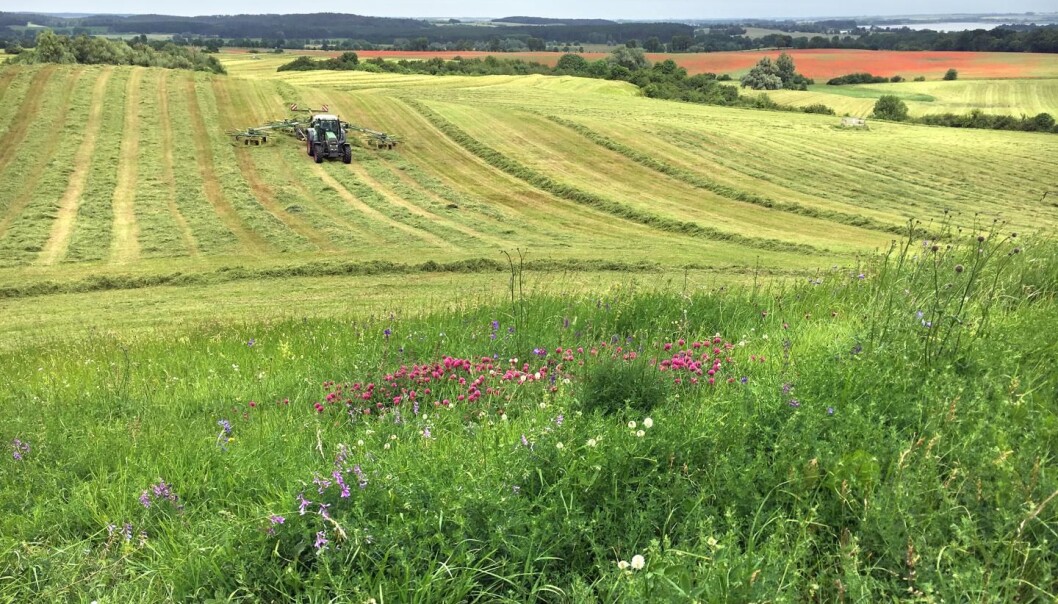 Slike blomster-enger som ligger like ved dyrket mark, er ille ute. De har mistet fire femdeler av insektene sine på ti år. (Foto: Dr. Ulrike Garbe / Landesamt für Umwelt, Brandenburg) Slike blomster-enger som ligger like ved dyrket mark, er ille ute. De har mistet fire femdeler av insektene sine på ti år. (Foto: Dr. Ulrike Garbe / Landesamt für Umwelt, Brandenburg)