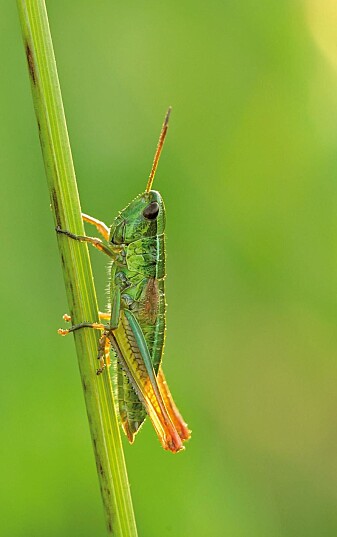 Gresshoppen Chrysochraon dispar var en av artene det er blitt mindre av i Tyskland. (Foto: Martin Fellendorf / Universität Ulm) Gresshoppen Chrysochraon dispar var en av artene det er blitt mindre av i Tyskland. (Foto: Martin Fellendorf / Universität Ulm)