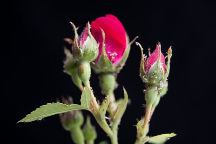 Rosebladlus har tapt kampen mot nyttedyra, bare hudrester er igjen. (Foto: Erling Fløistad) Rosebladlus har tapt kampen mot nyttedyra, bare hudrester er igjen. (Foto: Erling Fløistad)