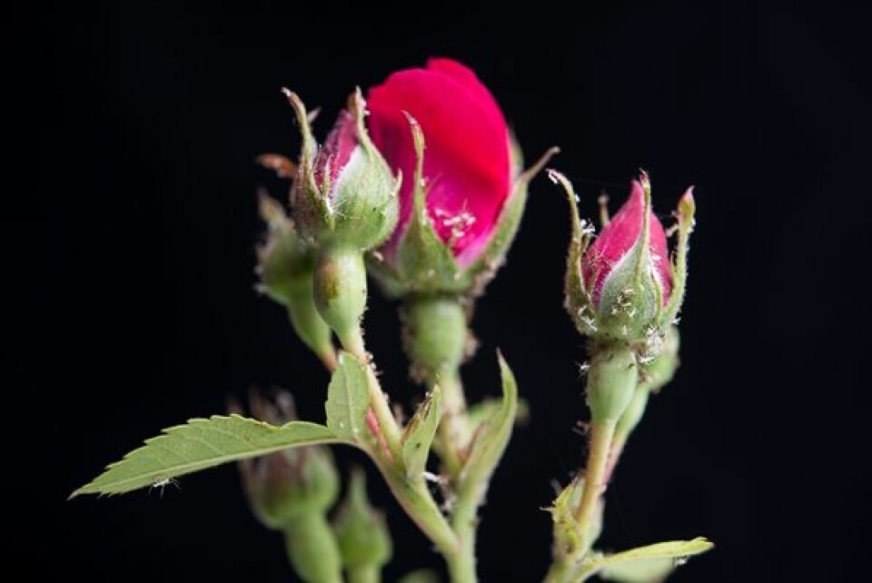 Rosebladlus har tapt kampen mot nyttedyra, bare hudrester er igjen. (Foto: Erling Fløistad)