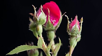 KORT OM HAGEKRYP: Gamle kjerringråd mot rosebladlus