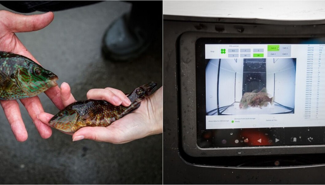 – Grøngylten har unike mønster i "ansiktet". Den verkelige rosinen i pølsa, er om vi greier å få kunstig intelligens til å kjenne igjen individ. Då kan vi unngå å telje same fisken fleire gonger, forklarer Kim Halvorsen. (Foto: Erlend A. Lorentzen / HI) – Grøngylten har unike mønster i "ansiktet". Den verkelige rosinen i pølsa, er om vi greier å få kunstig intelligens til å kjenne igjen individ. Då kan vi unngå å telje same fisken fleire gonger, forklarer Kim Halvorsen. (Foto: Erlend A. Lorentzen / HI)
