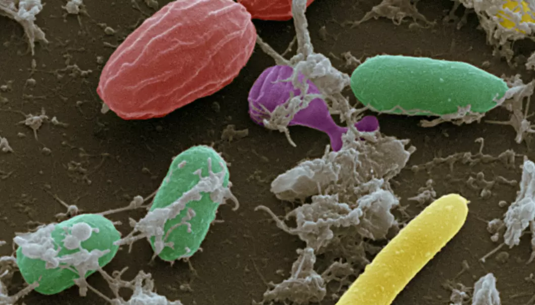 Forskere har funnet 500 nye tarmbakterier