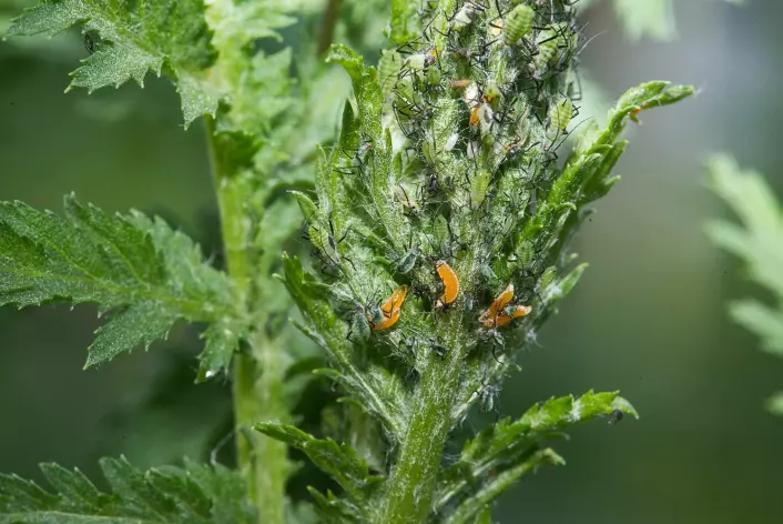 De gulrøde gallmygglarvene kan sees med det blotte øye i bladluskolonier på roser og andre planter i hagen. (Foto: Erling Fløistad)