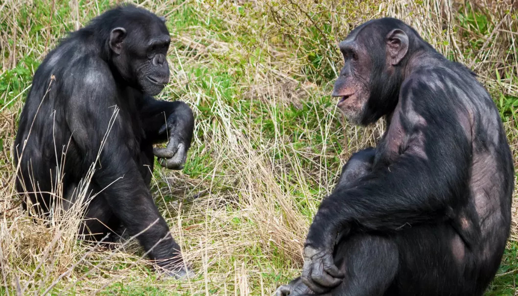 Har oversatt sjimpansespråk til menneskespråk
