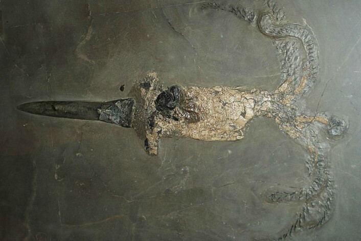 En belemnitt-fossil. (Foto: Ghedoghedo, Wikimedia Commons) En belemnitt-fossil. (Foto: Ghedoghedo, Wikimedia Commons)