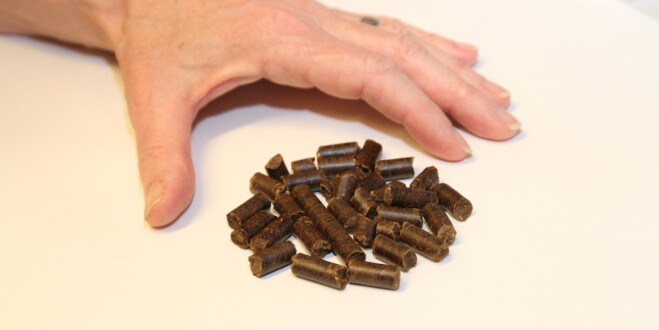 Disse pelletsene kan brukes i dagens kullkraftverk og bidra til drastiske kutt i CO2-utslippene fra europeisk kraftproduksjon. (Foto: Asbjørn Leirvåg / UiB) Disse pelletsene kan brukes i dagens kullkraftverk og bidra til drastiske kutt i CO2-utslippene fra europeisk kraftproduksjon. (Foto: Asbjørn Leirvåg / UiB)