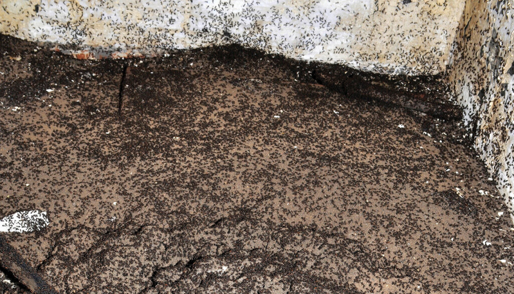 De pleier å leve i skogen, men disse maurene holdt det gående i en kald og mørk bunker uten tilgang på verden utenfor. De overlevde på et uhyggelig vis. (Foto: Wojciech Stephan /Czechowski et al., Journal of Hymenoptera Research, 2016) De pleier å leve i skogen, men disse maurene holdt det gående i en kald og mørk bunker uten tilgang på verden utenfor. De overlevde på et uhyggelig vis. (Foto: Wojciech Stephan /Czechowski et al., Journal of Hymenoptera Research, 2016)