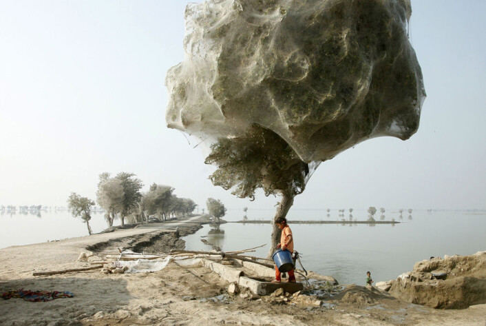 Millioner av edderkopper søkte tilflukt i trærne under en flom i Pakistan, og dekket dem med spindelvev. (Foto: wenn.com/Scanpix) Millioner av edderkopper søkte tilflukt i trærne under en flom i Pakistan, og dekket dem med spindelvev. (Foto: wenn.com/Scanpix)