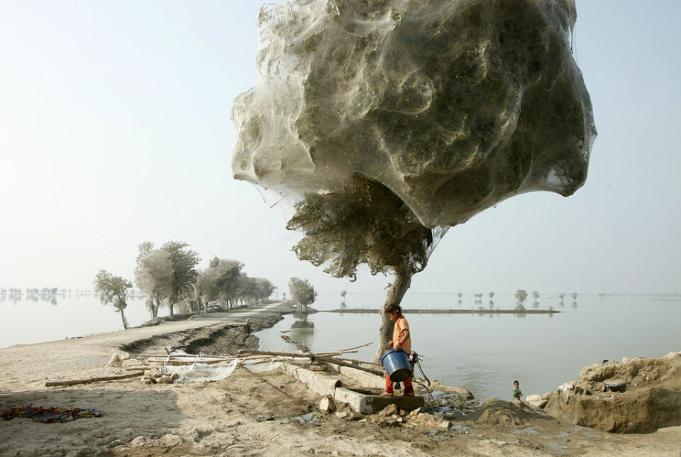 Millioner av edderkopper søkte tilflukt i trærne under en flom i Pakistan, og dekket dem med spindelvev. (Foto: wenn.com/Scanpix)