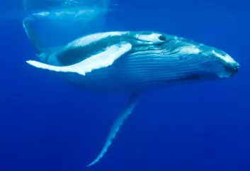 Knølhvalen var svært attraktiv for hvalfangerne, og står fortsatt på rødlista over utrydningstruede arter. (Foto: Photos.com)