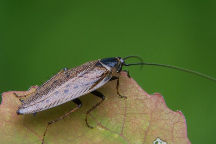 Markkakerlakk, Ectobius lapponicus, ser slik ut. (Foto: Adam Opioła) Markkakerlakk, Ectobius lapponicus, ser slik ut. (Foto: Adam Opioła)