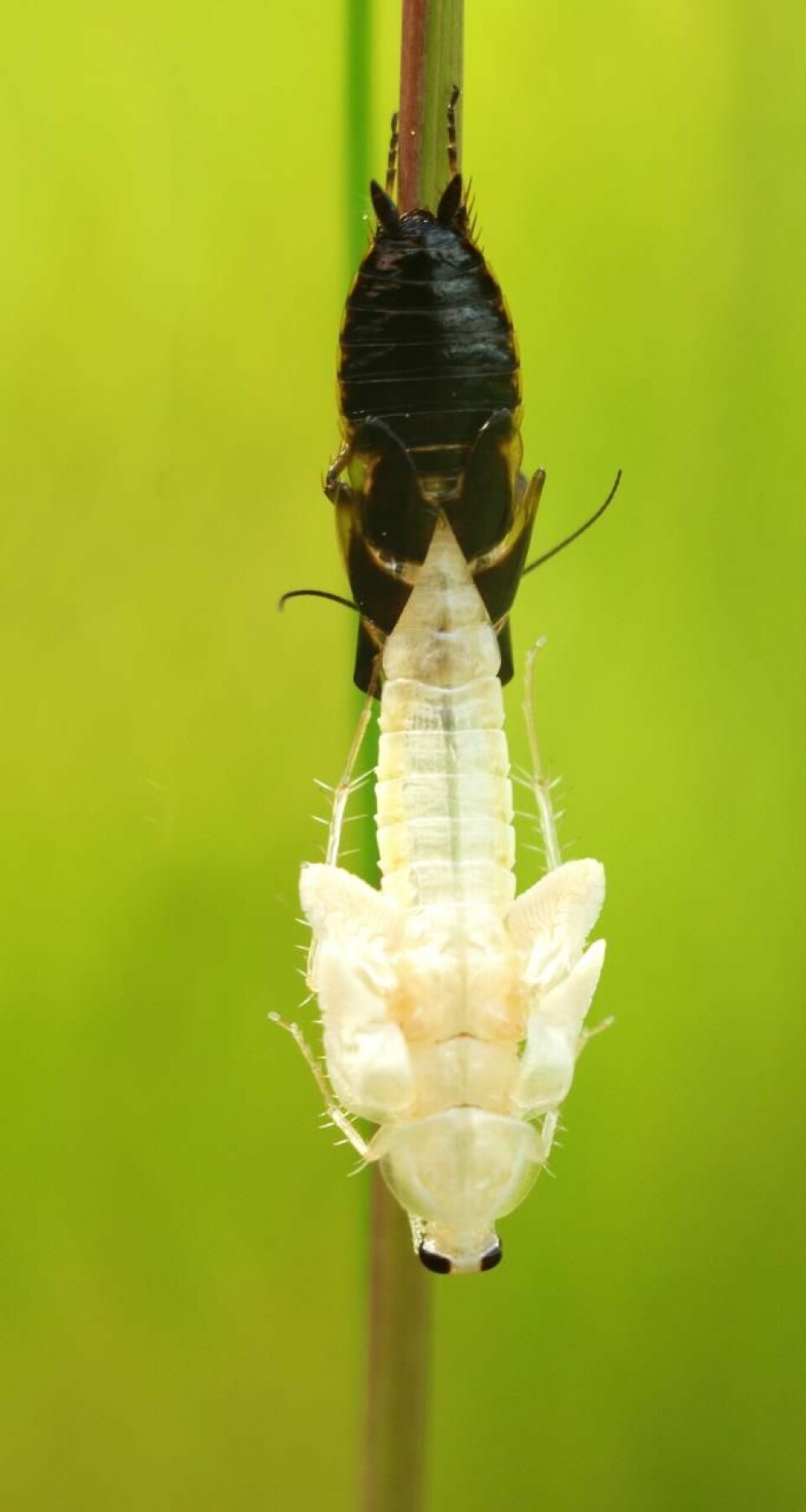 Markkakerlakk har såkalt «ufullstendig forvandling». Det vil si at de ikke har larve- eller puppestadie, men går gjennom en gradvis forvandling med flere hudskifter som nymfe. På bildet over kommer en fullt utviklet voksen markkakerlakk ut av skinnet til det siste nymfestadiet. (Foto: Ireen Trummer)