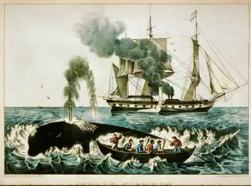 Hvalfangst er ikke for pingler. Illustrasjon av en hvalfangstbåt fra New England på den nordlige Atlanterhavskysten i USA. (Foto: (Illustrasjon: US Library og Congress/Wikimedia Commons))