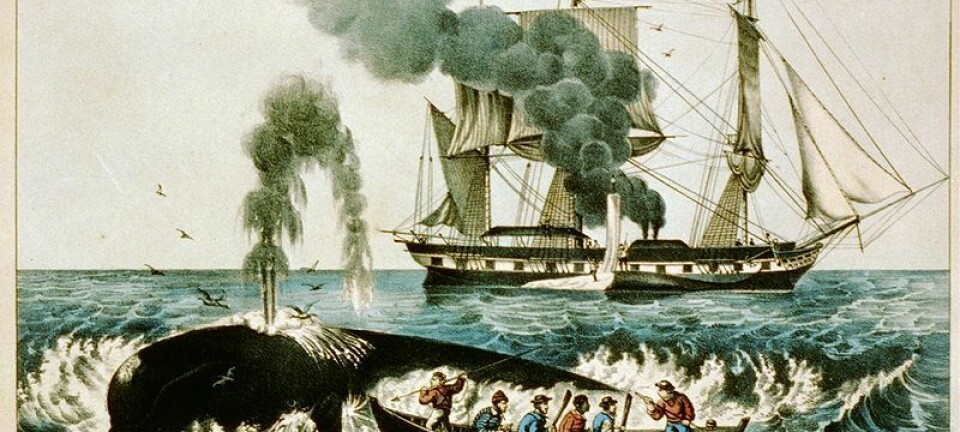 Hvalfangst er ikke for pingler. Illustrasjon av en hvalfangstbåt fra New England på den nordlige Atlanterhavskysten i USA. (Illustrasjon: US Library og Congress/Wikimedia Commons)