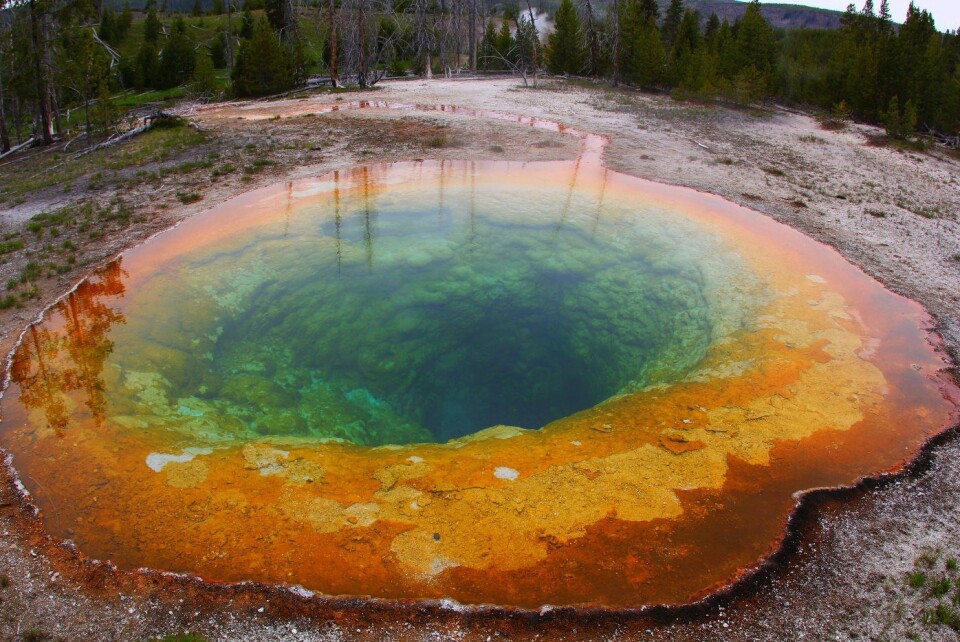 Yellowstone nasjonalpark er kjent for sine mange fargerike varme kilder. Disse kildene vitner om at det under nasjonalparken gjemmer seg et kjempestort magmakammer. (Foto: Wikimedia commons)