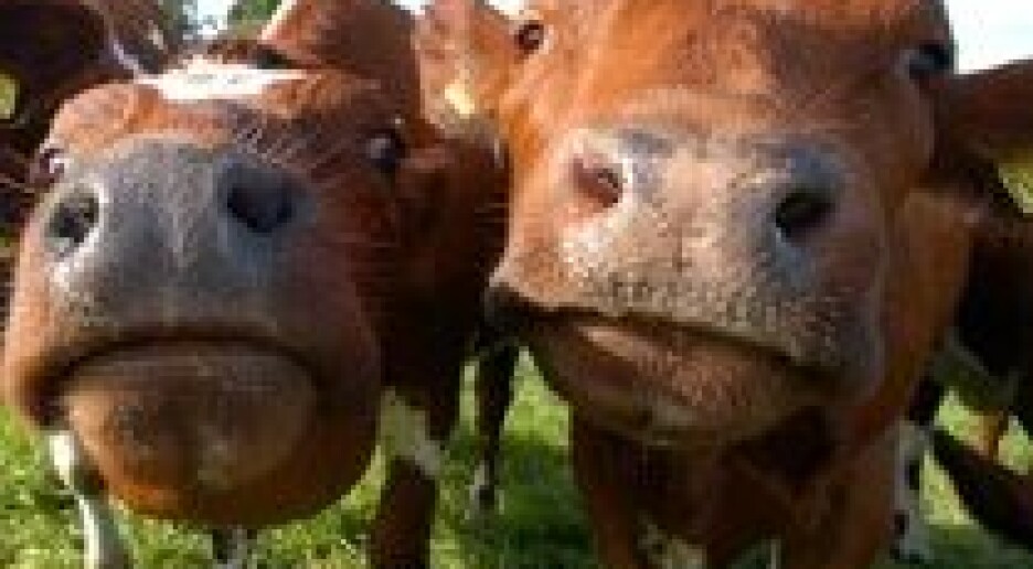 Tub fra ku til menneske