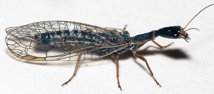 Kamelhalsfluene lever i trær og busker og jakter på insekter og larver. (Foto: Dick Belgers) Kamelhalsfluene lever i trær og busker og jakter på insekter og larver. (Foto: Dick Belgers)
