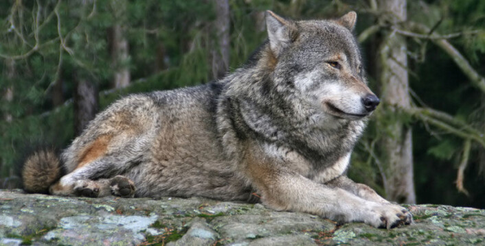 Ulven og resten av de store rovdyrene er utrydningstruet i Norge. (Foto: iStockphoto) Ulven og resten av de store rovdyrene er utrydningstruet i Norge. (Foto: iStockphoto)