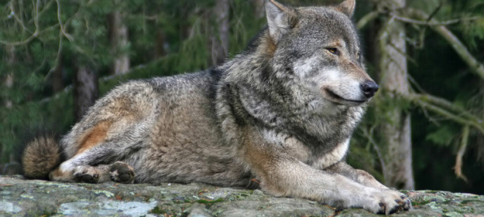 Ulven og resten av de store rovdyrene er utrydningstruet i Norge. iStockphoto