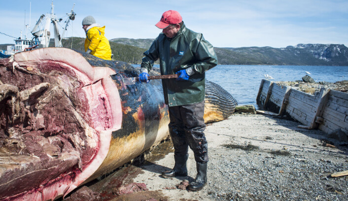 Arbeidere dissekerer en 24 meter lang blåhval som drev i land på Newfoundland i Canada. (Foto: (Illustrasjonsbilde: Greg Locke/Reuters/Scanpix)) Arbeidere dissekerer en 24 meter lang blåhval som drev i land på Newfoundland i Canada. (Foto: (Illustrasjonsbilde: Greg Locke/Reuters/Scanpix))