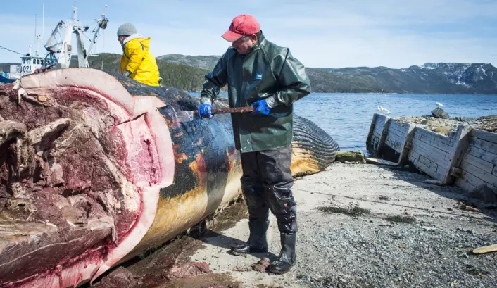 Arbeidere dissekerer en 24 meter lang blåhval som drev i land på Newfoundland i Canada. (Foto: (Illustrasjonsbilde: Greg Locke/Reuters/Scanpix))