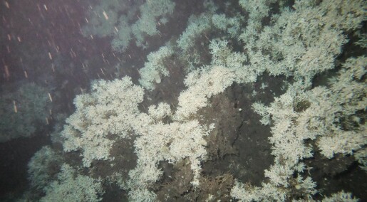 Fann ukjent korallrev ved Stord