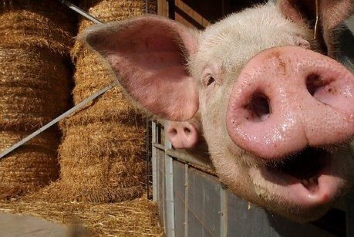 - Her lille venn, mamma har laga deilig svinesteik til deg. Den er proppa med den multiresistente stafylokokkbakterien MRSA CC398, som har begynt å ta livet av danskane. Men guuud kor billig den var, gap opp! (Foto: Colourbox) - Her lille venn, mamma har laga deilig svinesteik til deg. Den er proppa med den multiresistente stafylokokkbakterien MRSA CC398, som har begynt å ta livet av danskane. Men guuud kor billig den var, gap opp! (Foto: Colourbox)