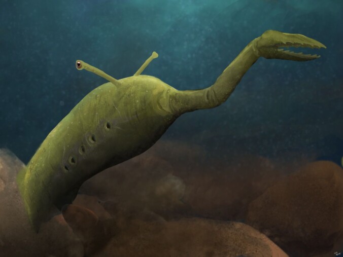 Tully-monsteret ble mellom 8 og 40 centimeter langt og heter Tullimonstrum på fagspråket. (Illustrasjon: PaleoEquii [CC BY-SA 4.0 (https://creativecommons.org/licenses/by-sa/4.0). Tully-monsteret ble mellom 8 og 40 centimeter langt og heter Tullimonstrum på fagspråket. (Illustrasjon: PaleoEquii [CC BY-SA 4.0 (https://creativecommons.org/licenses/by-sa/4.0).