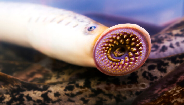 Noen forskere tror at Tully-monsteret var i slekt med denne ekle fisken. (Gena Melendrez / Shutterstock / NTB scanpix). Noen forskere tror at Tully-monsteret var i slekt med denne ekle fisken. (Gena Melendrez / Shutterstock / NTB scanpix).