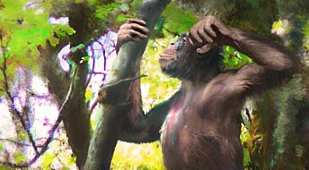 Forskere tror denne apen gikk på to bein for 12 millioner år siden