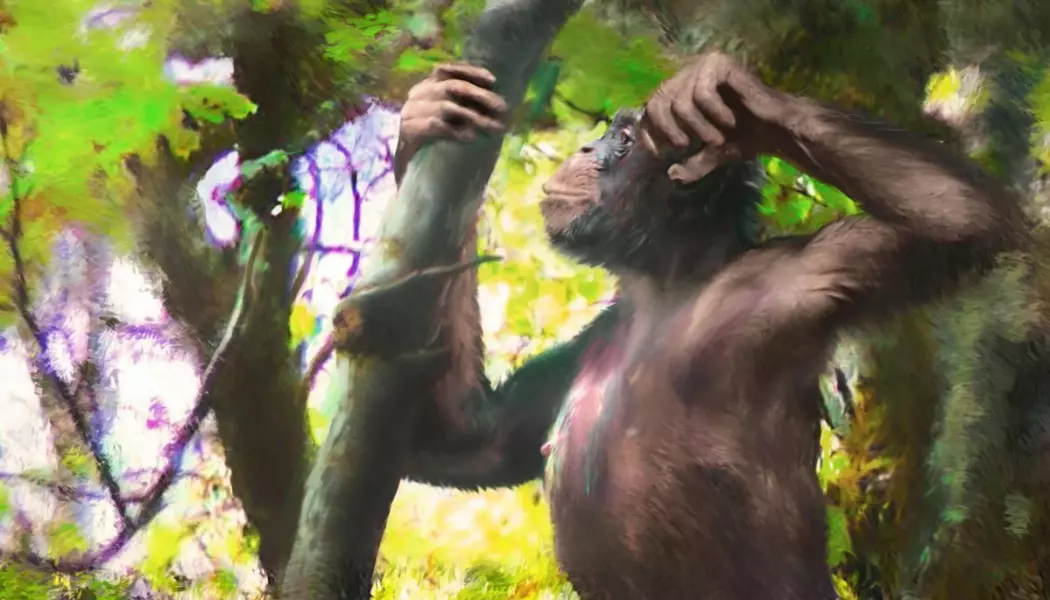Apen som forskerne tror kunne gå på både to og fire, slik en kunstner ser den for seg. (Illustrasjon: Velizar Simeonovski)