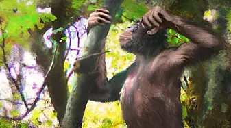 Forskere tror denne apen gikk på to bein for 12 millioner år siden