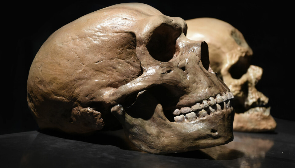 Neandertalerne var genetisk fjernere fra Homo sapiens, enn det noen sapiens-gruppe er fra noen annen i dag. Likevel: Hvor forskjellige var de, egentlig? spør Tunstad. (Foto: Petr Student / Shutterstock / NTB scanpix)
