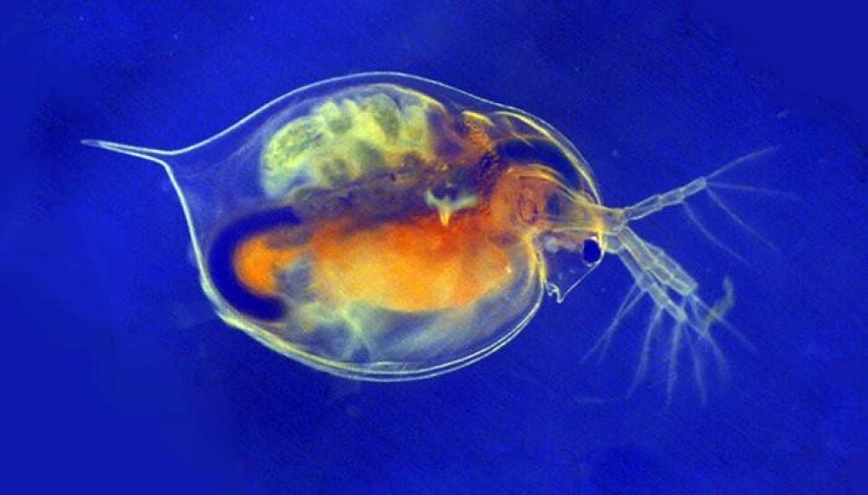 The scientists examined how silver and titanium dioxide nanoparticles behave in wastewater treatment plants, and how marine and freshwater organisms - such as Daphnia Magna - are affected by them. (Photo: NIVA)