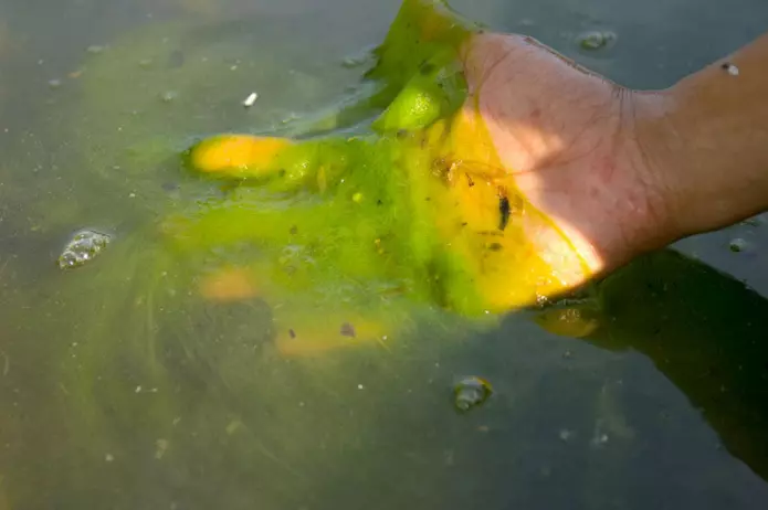 Det kan se ut som leke-slim, men dette er en oppblomstring av alger i Washington D.C. (Foto: USEPA)