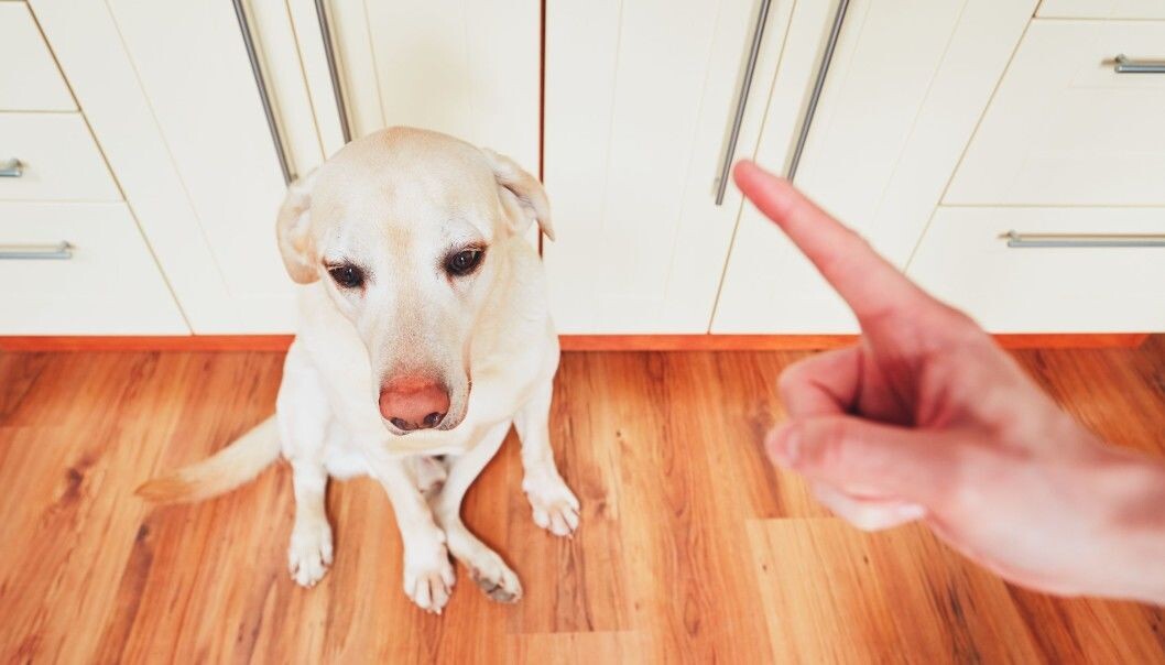 Hunden viste flere tegn på stress etter å ha gått på kurs som baserte seg på straff. (Illustrasjonsbilde: Colourbox) Hunden viste flere tegn på stress etter å ha gått på kurs som baserte seg på straff. (Illustrasjonsbilde: Colourbox)