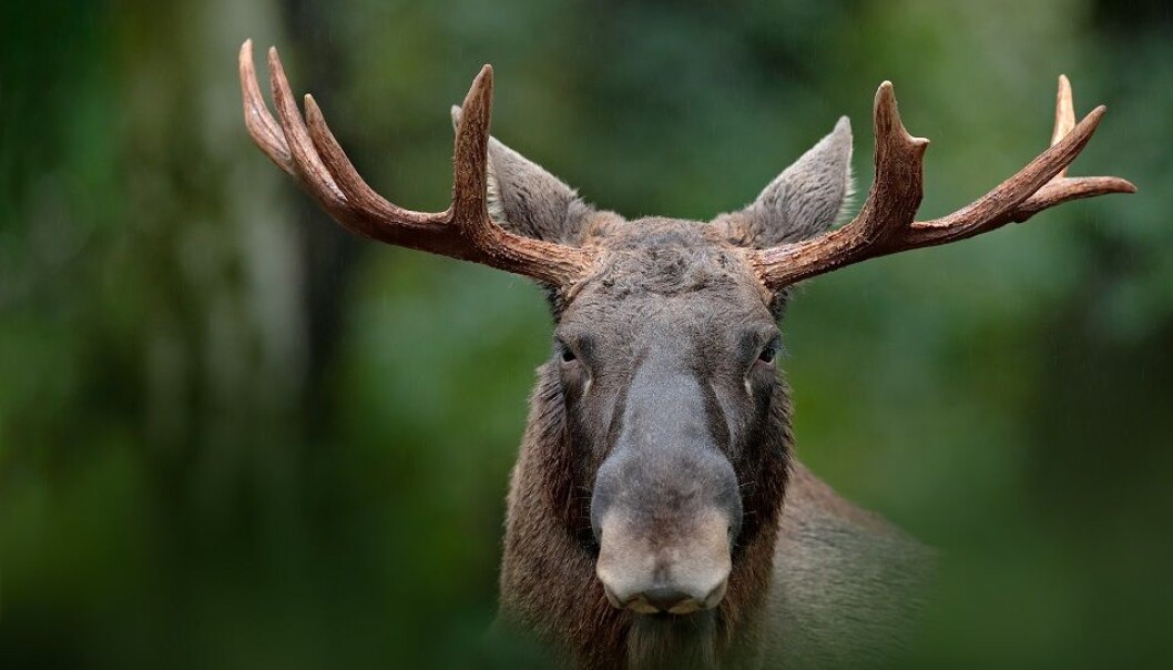 What’s missing is a comprehensive management plan that takes into account how much moose impact all the other species in the forest, says one researcher. (Photo: Shutterstock, NTB Scanpix) What’s missing is a comprehensive management plan that takes into account how much moose impact all the other species in the forest, says one researcher. (Photo: Shutterstock, NTB Scanpix)